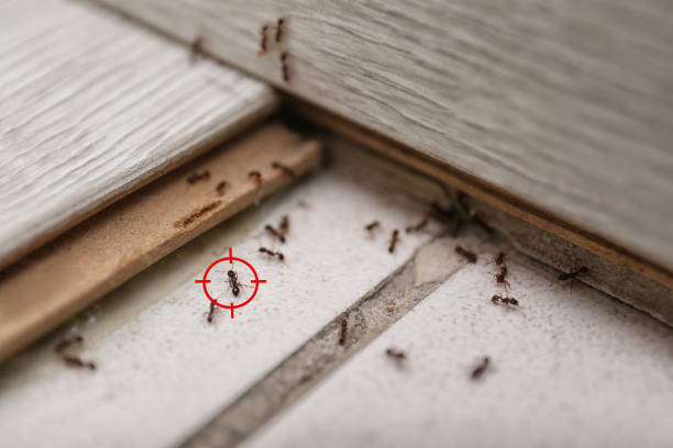 Wildlife Control Services in Castle Shannon, PA