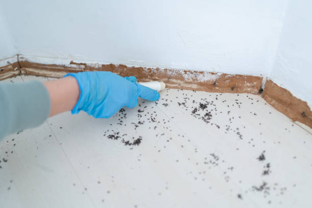 Best Affordable Pest Control Services  in Castle Shannon, PA